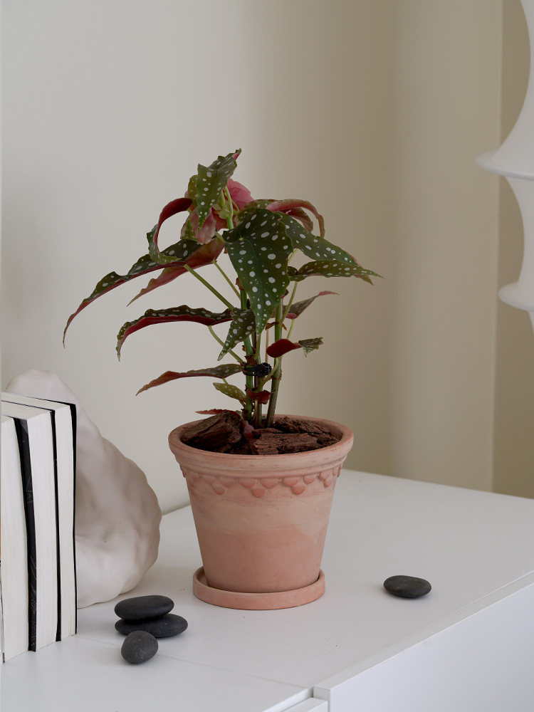 室内办公室办公桌面植物北欧风波普风艺术鳟鱼海棠盆栽花卉