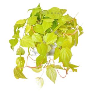柠檬汁蔓绿绒柠檬色心型叶片热带阳台绿植物盆栽进口网红黄金绿萝