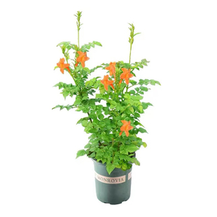 凌霄花树苗爬藤植物四季花卉绿植盆栽庭院阳台炮仗花特大苗好养活