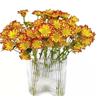 罗马假日小雏菊云南鲜切花昆明基地直发直批家用水养复古小邹菊花