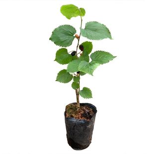 四季台湾长桑果苗当年结果 桑树苗盆栽南方种植桑葚树苗嫁接包邮