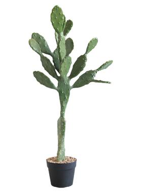 网红仿真莱昂仙人掌绿植盆栽摆件