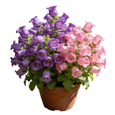 【爆花机器】大花酒杯风铃花盆栽带花苞多年生四季开花阳台好养活