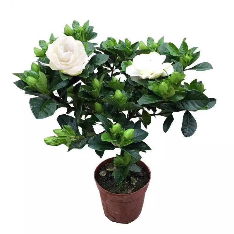 栀子花盆栽带花苞浓香型花卉室内盆栽阳台植物好养活老桩开花易活