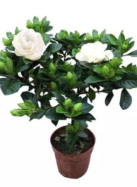 栀子花盆栽带花苞浓香型好养活