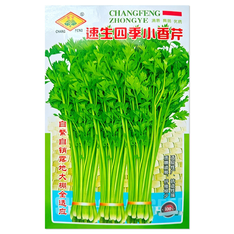 速生四季小香芹种子蔬菜种子