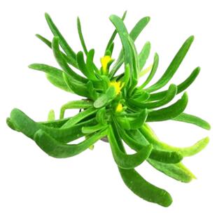 佛手掌托金多肉植物精品宝绿花舌叶兰室内净化空气仙人千佛手包邮