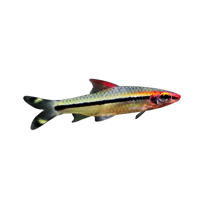 一眉道人草缸好养易活热带观赏鱼