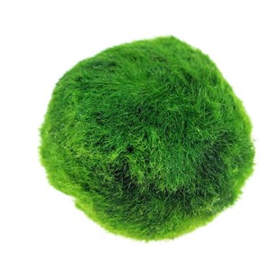 水族箱鱼缸造景观赏活体真水草生态球绿藻球生态瓶海藻球水藻球