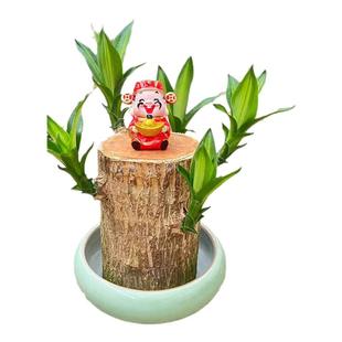 【早开花】水培巴西木超大号带芽发货多芽幸运木老桩室内办公好养