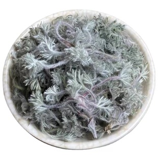 野生茵陈精选新货整棵带根棉茵陈蒿泡茶泡水野白蒿散装500克包邮