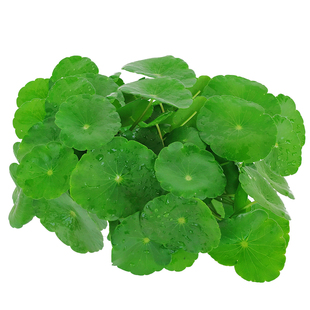新鲜铜钱草约40片/盒 旱金莲叶 新鲜叶片 西餐饭店酒店摆盘装饰