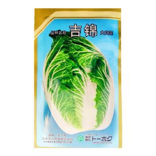 进口黄心大白菜种籽吉锦菊大白菜种子10g农播王春白菜耐低温抽薹