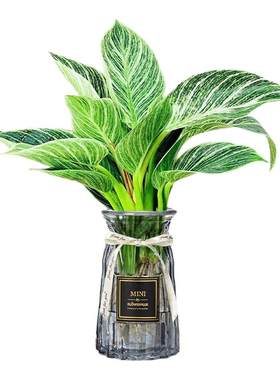 铂金钻水培植物室内好养蔓