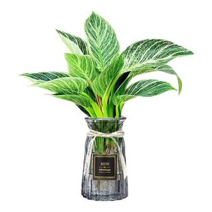 铂金钻水培植物室内好养蔓绿绒盆栽金钻绿公主耐寒花卉绿植四季花