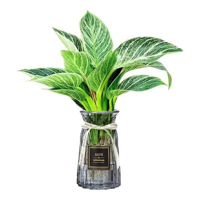 铂金钻水培植物室内好养蔓