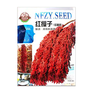 红缨子矮杆高粱种子种籽孑抗四酿酒种了高产红糯早熟抗旱五谷杂粮