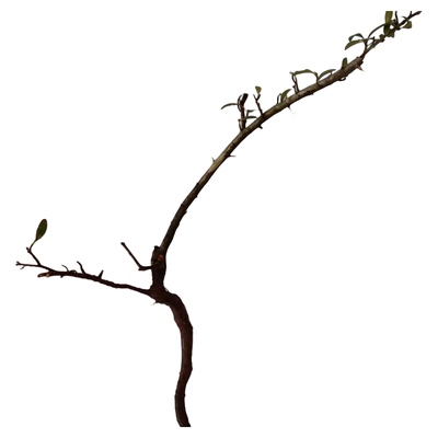 练手桩棘子盆景素材绿色植物挂果