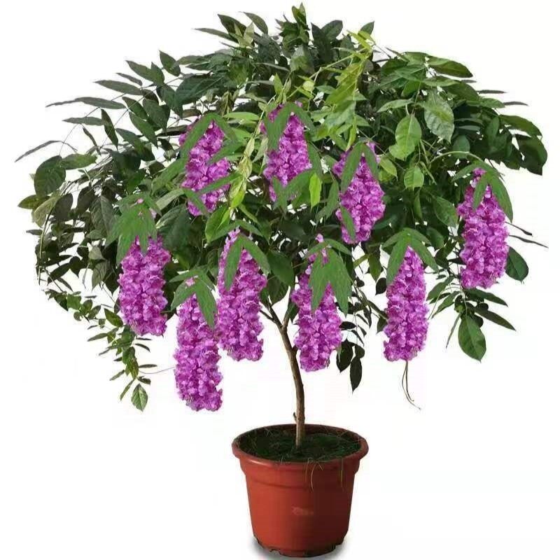 紫藤树苗爬藤植物老桩阳台盆栽长穗多花紫藤萝花苗庭院门前风景树