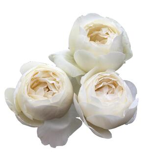 大花浓香月季花大苗伊芙婚礼之路白色玫瑰花盆栽阳台多季开花植物