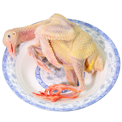 鲜杀鸽子煲汤土鸽子肉