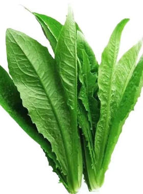 甜脆油麦菜种子清香无斑油麦菜种子四季水果水果庭院有机蔬菜种子