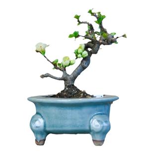 日本进口长寿梅微型盆景掌上拇指小盆栽茶桌摆放四季海棠红花一号