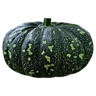 蜜贝308南瓜种子扁圆形南瓜菜园磨盘南瓜籽观赏春夏秋冬菜籽甜糯