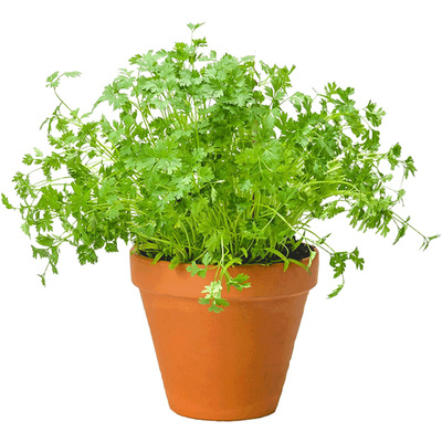 细叶欧芹种子传家宝食用香草盆栽