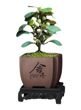 紫砂花盆带托盘粗陶透气蝴蝶兰