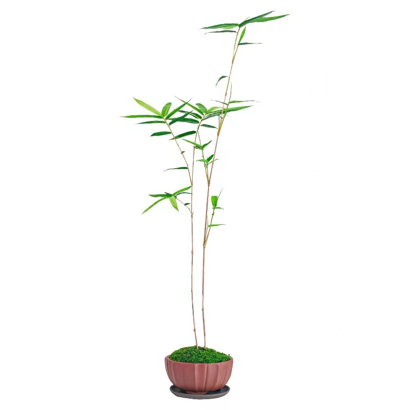 红观音竹苔藓球庭院客厅美观好养