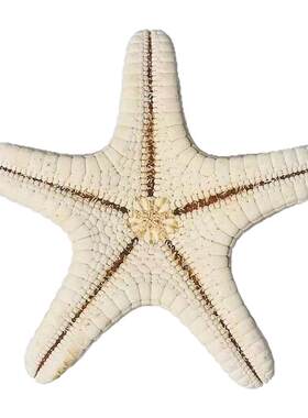 天然海螺贝壳大号馒头海星
