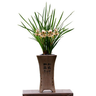 翁源兰花喜花里春兰细叶天彭牡丹天蓬开花浓香型好养室内绿植花卉