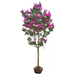 丛生紫薇树苗庭院种植大型紫薇花盆栽美国红火箭绿化风景树苗耐寒