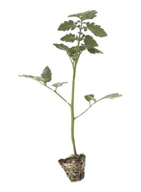 老品种大粉番茄苗秧高产口感菜苗