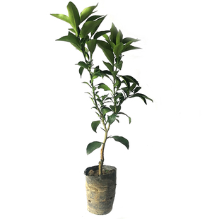 各种果树苗一物一拍专用【接受掉果才拍】路上颠簸有掉果现象