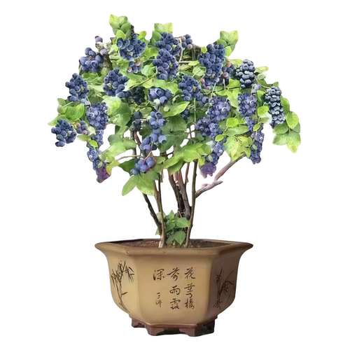 特大号蓝莓树果苗盆栽地栽花香f6南方北方庭院果四季种植当年结果