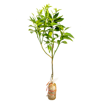 正宗沃柑091无核广西基地直发