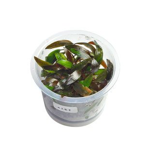 无菌杯前景水草天胡荽迷你牛毛矮珍珠血心兰叉柱花绿温蒂鱼缸造景