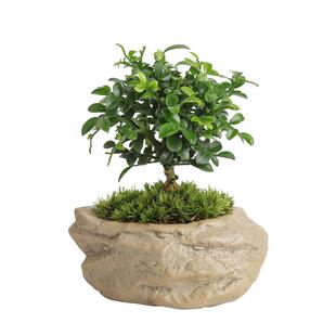 达摩九里香七里香迷你拇指微景观趣味书茶几桌面绿植盆栽四季常青