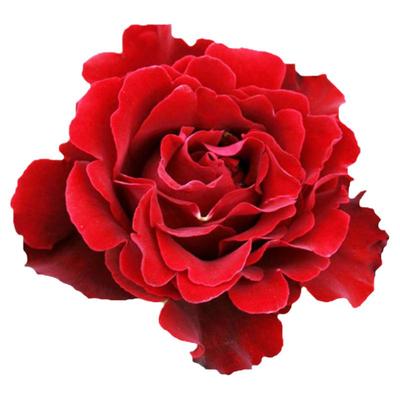 纪念芭芭拉皱边红色月季