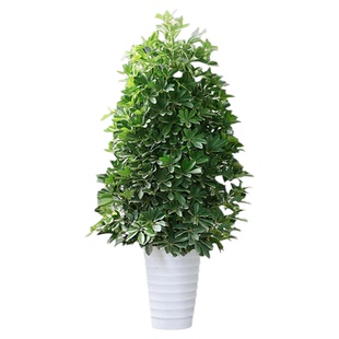 鸭脚木七叶莲丛生造型植物zb