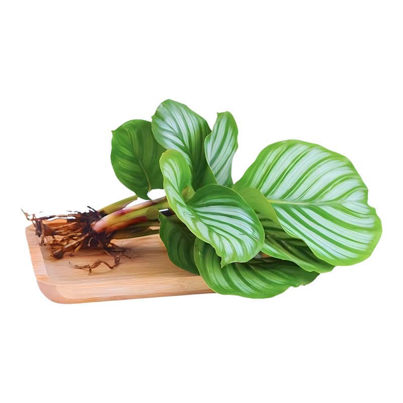 无土水培植物龟背竹办公室内桌面绿植吉利红富贵竹四季常青好养活