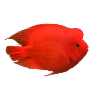 起头财神血鹦鹉鱼活鱼发财鱼热带观赏鱼红元宝活体鱼苗起头发财鱼