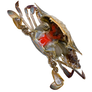 舟山宁波特产红膏呛蟹整只醉蟹咸炝蟹酱蟹母生腌蟹梭子蟹螃蟹即食