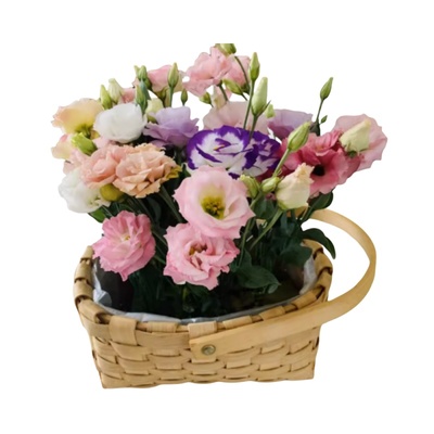 正宗重瓣洋桔梗包发芽包开花对版