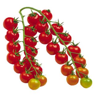 瀑布番茄种子四季圣女果春季小西红柿苗千禧籽季农家盆栽蔬菜种孑