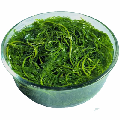 盐渍鞭炮笋海草海藻马尾藻长寿菜