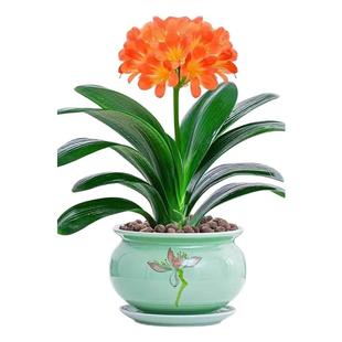 四季君子兰盆栽带花苞小苗花卉植物室内易活绿植水培好养多肉大全