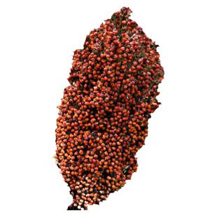 京都铁杆100矮杆酒糯高粱红高粱种子早熟东北酿酒高粱籽抗病抗倒